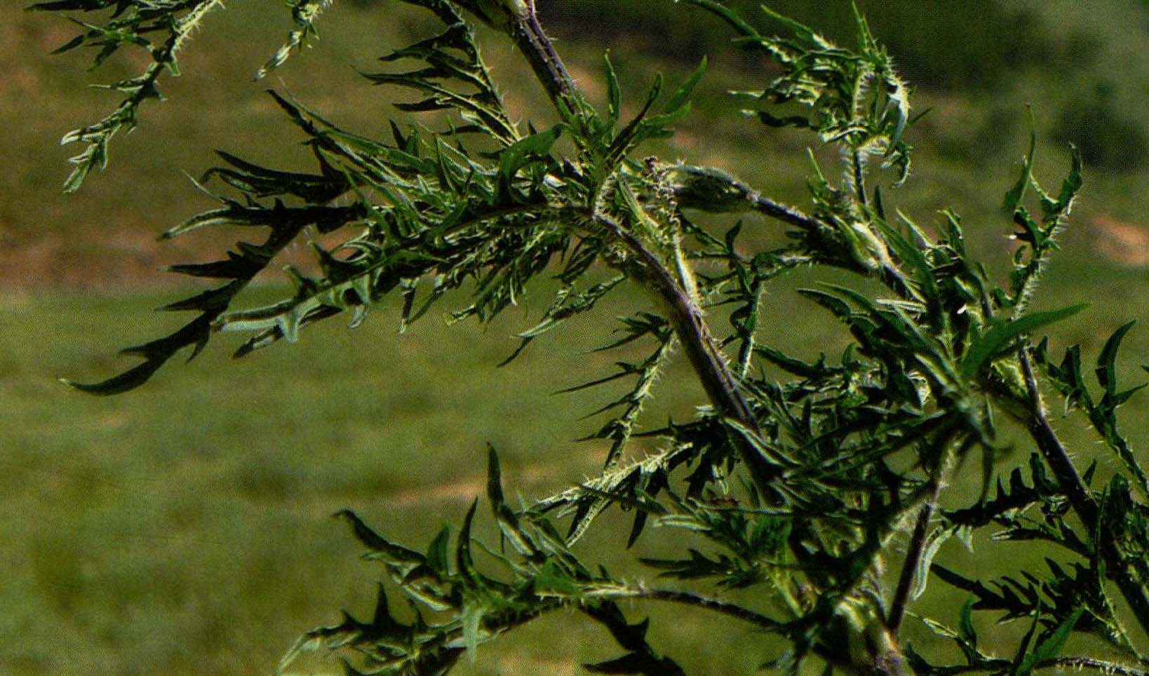 麻栎-景观园林植物-图片